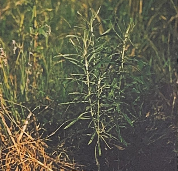Pinckney, Roger. Blue Roots: African-American Folk Magic of the Gullah People. Sandlapper Publishing Inc.: Orangeburg, SC. pp. 82.