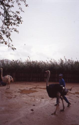 Ostriches